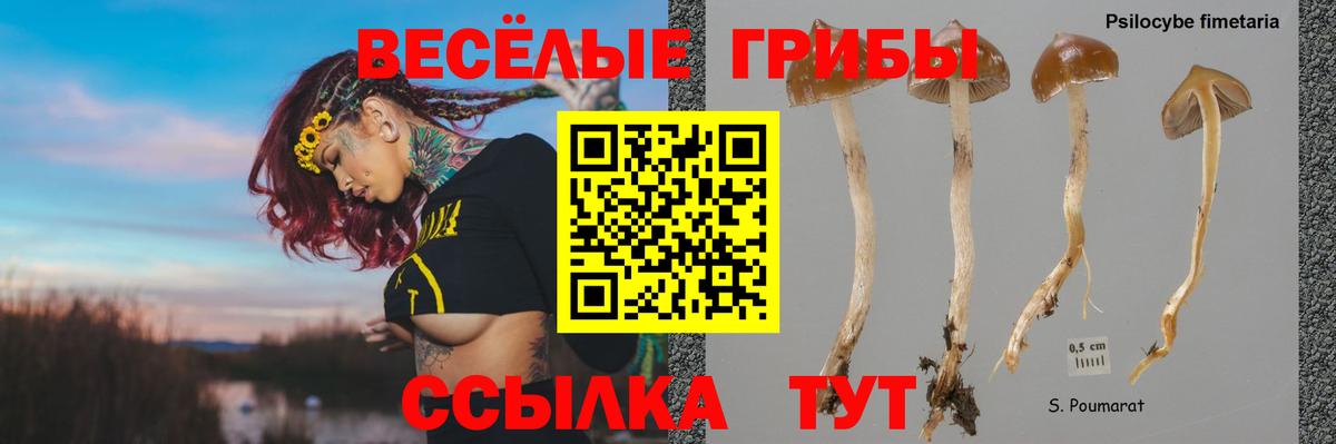 Галлюциногенные грибы Psilocybine cubensis Дедовск